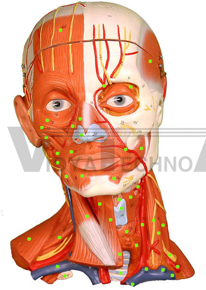 Head/Neck Muscles: Anterior View